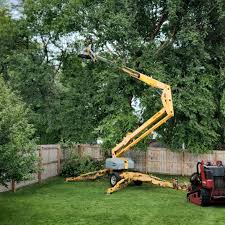How Our Tree Care Process Works  in  Yuma, CO