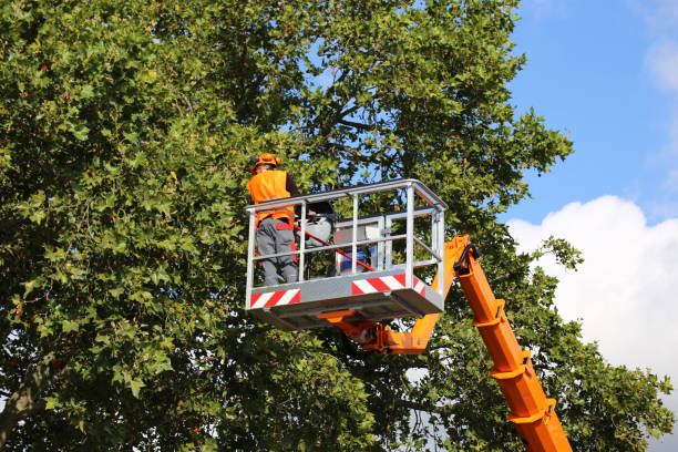 Trusted Yuma, CO Tree Removal Experts